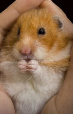 Дневник хомяка Кузи