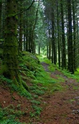 Музыкальные инструменты