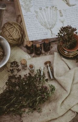 Настойка из таволги