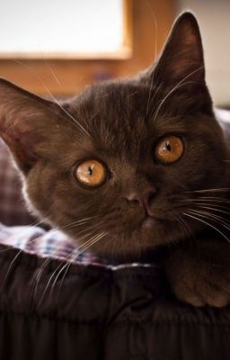 Кот (фэндом "Джек - покоритель великанов")