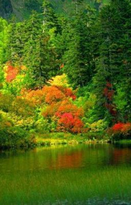 Тайны таинственного леса.