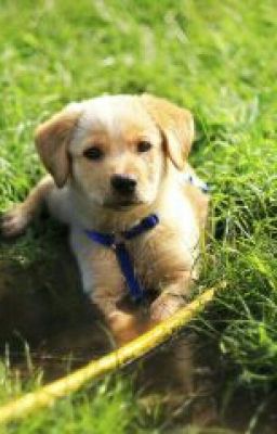 мой подарок