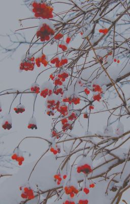 Яблоки зимой