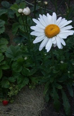 Жизнь-это Любовь 