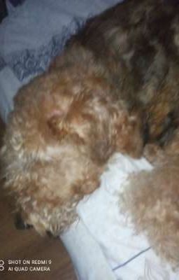 Симона и Холяндра. (По басне Крылова " Ворона и Лисица") 