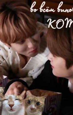 во всём виноваты коты 