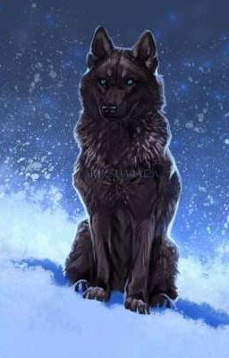Пёс, снег и звёздное небо.💫✨