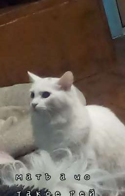 какие то мемы по разным фандомам ок