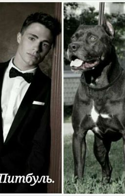 Питбуль.