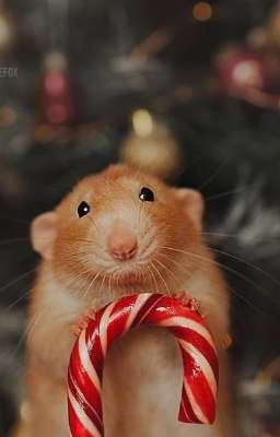 Дедушка мороз подарил мне мышку 