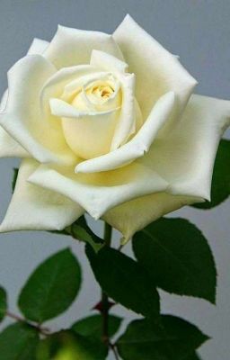 Роза счастья