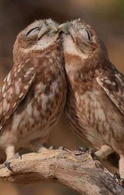 мы свободны как птицы