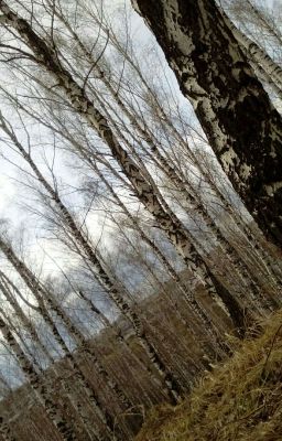 Необыкновенный Шарм