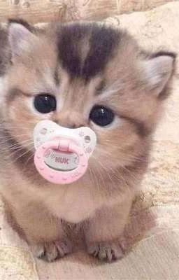 Мой любимый друг