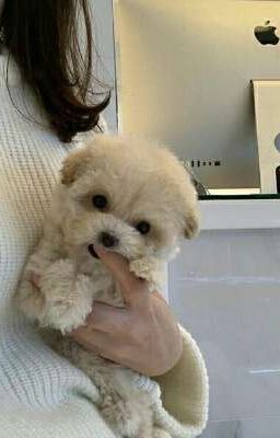 три комочка счастья