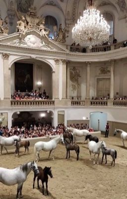 Хроники Мага