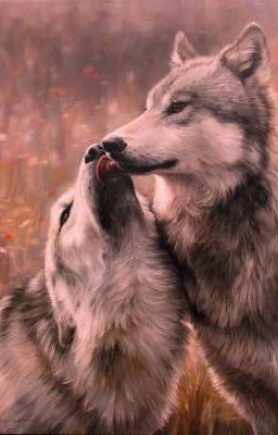 Волки без любви