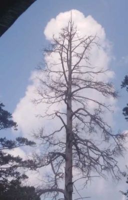 Где Мисуру? 