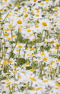 Замок в поле ромашек