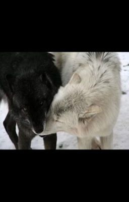 Внутренняя волчица (От судьбы не спрячешься)