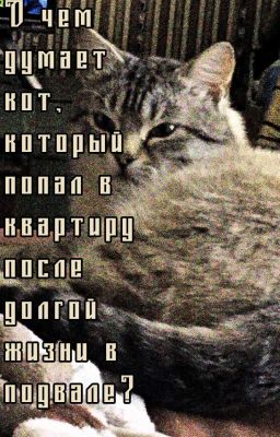 О чём думает кот, который попал в квартиру после долгой жизни в подвале?