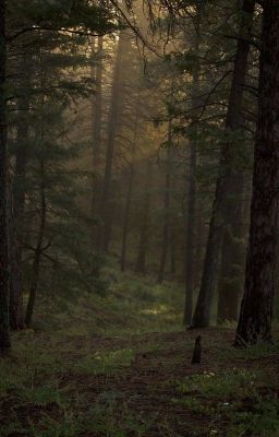 Запретный лес