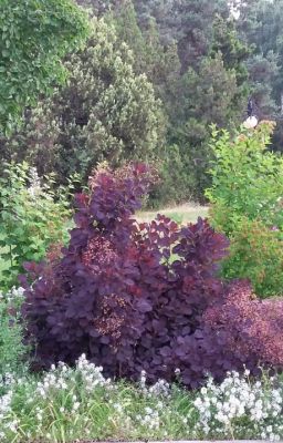 Сны розовой сакуры