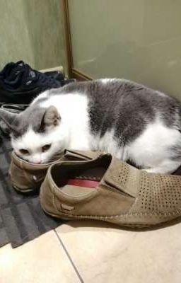 Про кошанов