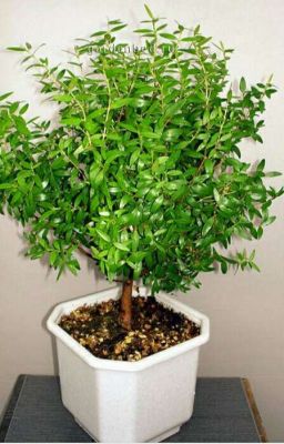 тайная жизнь деревьев