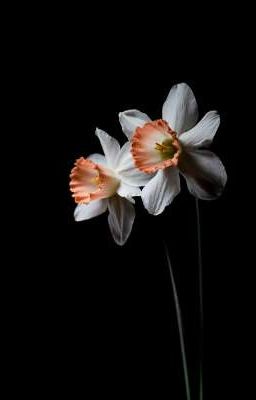 Порох и Нарциссы 