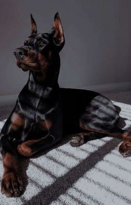 Жизнь с вампиром