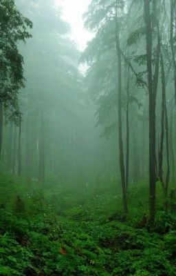 Наблюдатели 