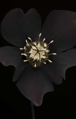 Темный цветок. Мак.