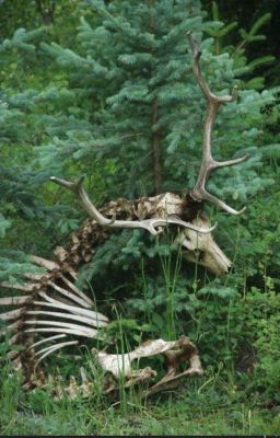 Стихоплётство и песнопения 