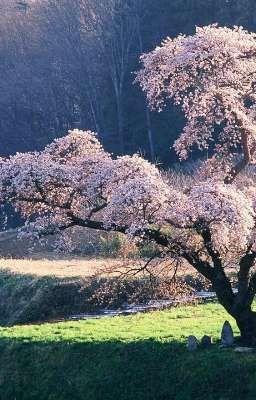 Иллюзионист 