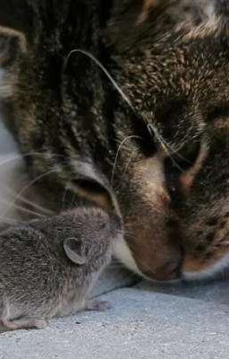 О том что кот ловил мышку, но потом подружился с ней