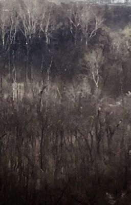 Туманный лес 