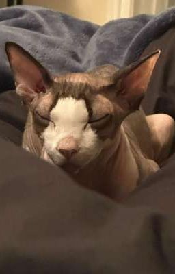 всему виной мус