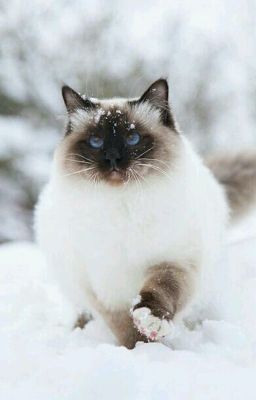 Приключения Тимофея или дневник кота.