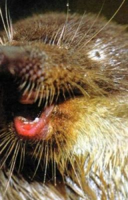 Приключения Чебурека