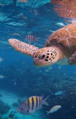 Морская жизнь или Жизнь в море