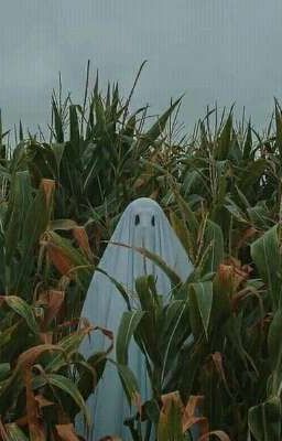 О том, как Бой и Керя познакомились с 13 карт