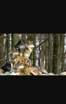 Жизнь в теле Волка