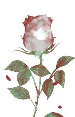 Кровавая роза.