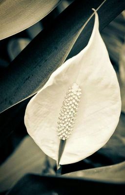 Нарутовцы у меня дома![РЕДАКТИРУЕТСЯ]