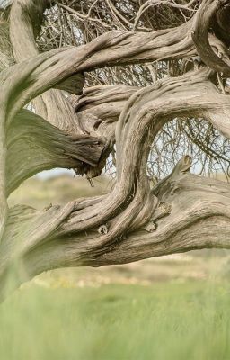 Пробуждение Энта.