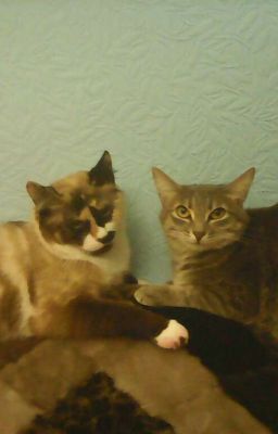 Мои кошки-Варя и Моника.