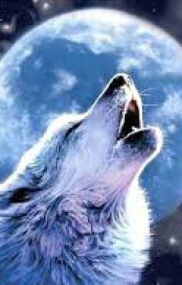 Академия Оборотней2