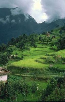 волшебный рис