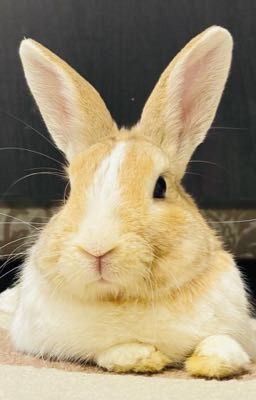 Недолгое счастье 